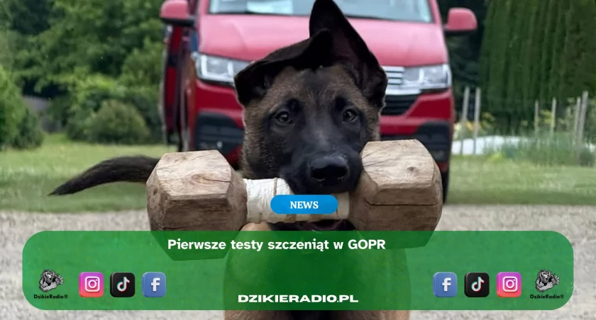 Fot. Psy Ratownicze GOPR 