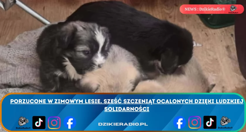 Zdj. OTOZ Aniimals Inspektorat Żywiec