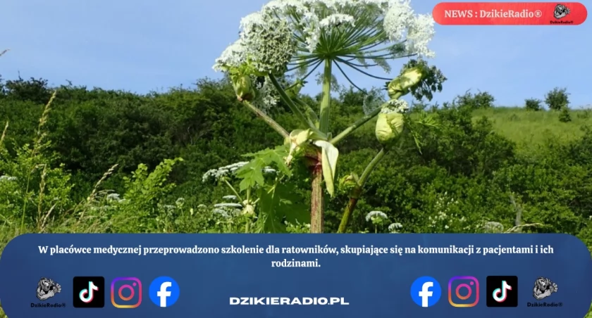 Zdj Gmina Lipowa