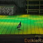 zdjęcie nr 134