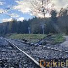 Fot: DzikieRadio®