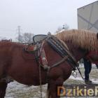 zdjęcie nr 145