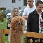 zdjęcie nr 117