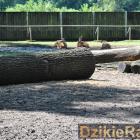 zdjęcie nr 22