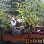 zdjęcie nr 69