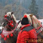 zdjęcie nr 49