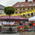 zdjęcie nr 73