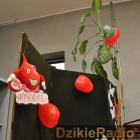 zdjęcie nr 35