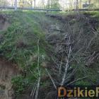 Fotka nr 4 z 15