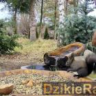 Fot. Wildlife Pulse