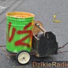zdjęcie nr 365
