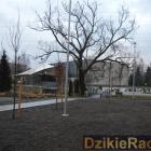 zdjęcie nr 242