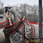 zdjęcie nr 45