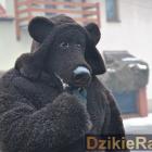 zdjęcie nr 354
