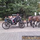zdjęcie nr 34