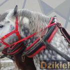 zdjęcie nr 142