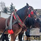 zdjęcie nr 149