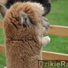 zdjęcie nr 112