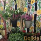 zdjęcie nr 56