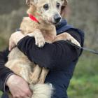 Fot. Schronisko dla zwierząt w Żywcu 
