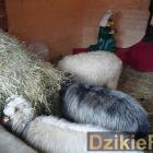 Fotka nr 2 z 44