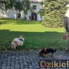 zdjęcie nr 41