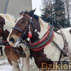 zdjęcie nr 139
