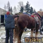 zdjęcie nr 146