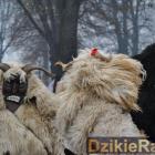 zdjęcie nr 284