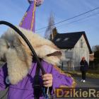 zdjęcie nr 25