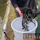 Polski Związek Wędkarski Żywiec Zabłocie