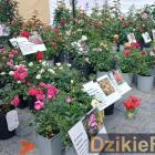 zdjęcie nr 28