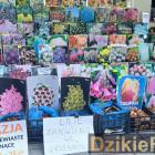 zdjęcie nr 34