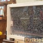 zdjęcie nr 57
