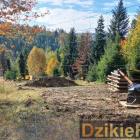 zdjęcie nr 7