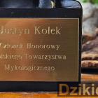 zdjęcie nr 12