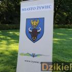 zdjęcie nr 12