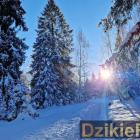zdjęcie nr 11