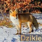 zdjęcie nr 8