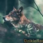 Fotka nr 0 z 2