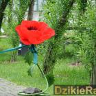 zdjęcie nr 38