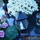 zdjęcie nr 31