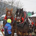 zdjęcie nr 12