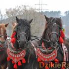 zdjęcie nr 50