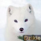 zdjęcie nr 8
