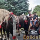 zdjęcie nr 68