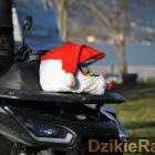 zdjęcie nr 18