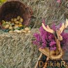 zdjęcie nr 70