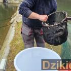 Polski Związek Wędkarski Żywiec Zabłocie