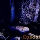 Fot. Dzikieradio
